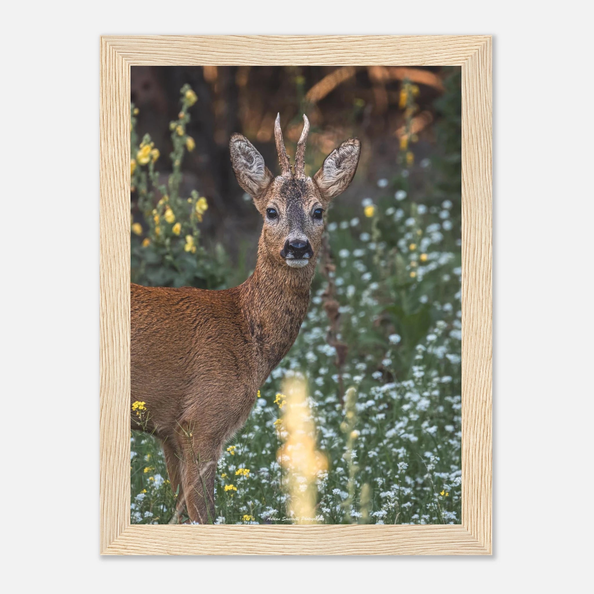 02d822ed-ea1c-4df4-b753-188ade5a9148