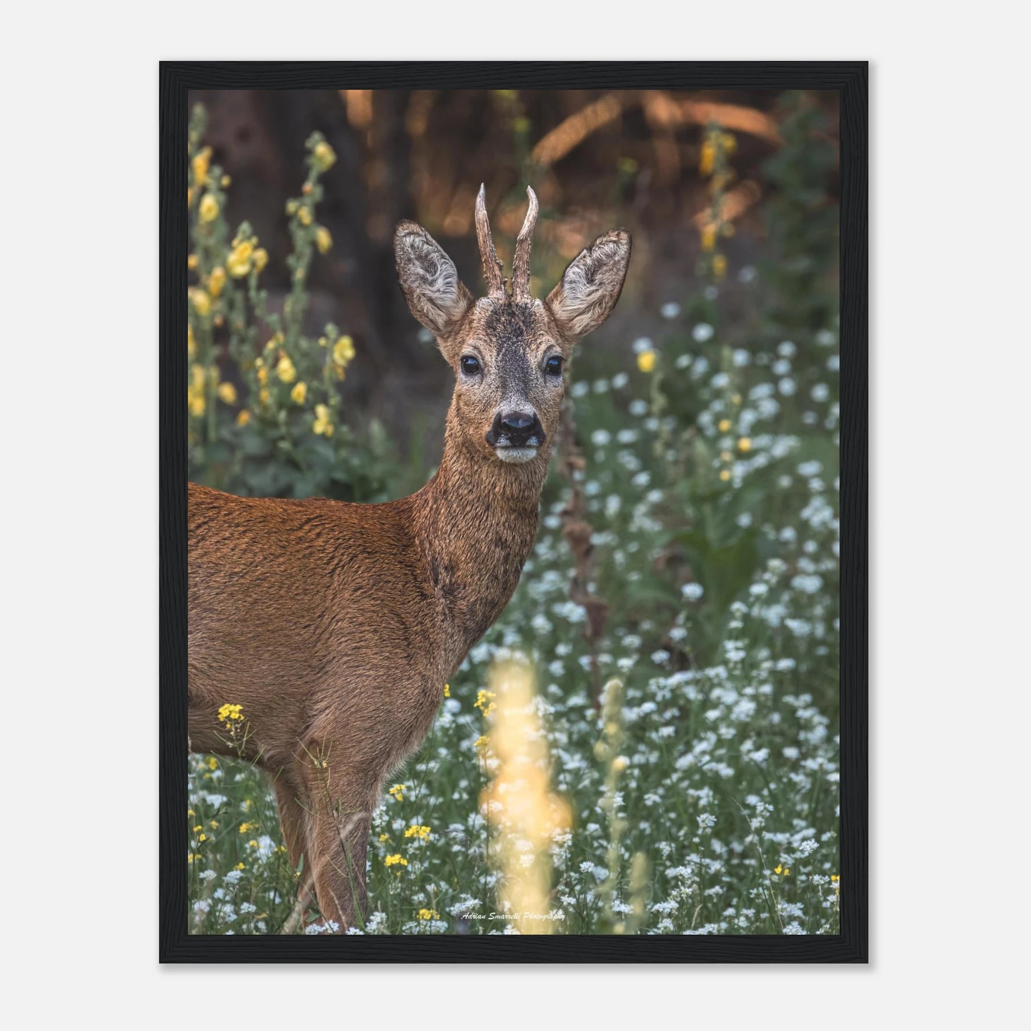 10172ca3-954a-448f-a041-1f12428aa991