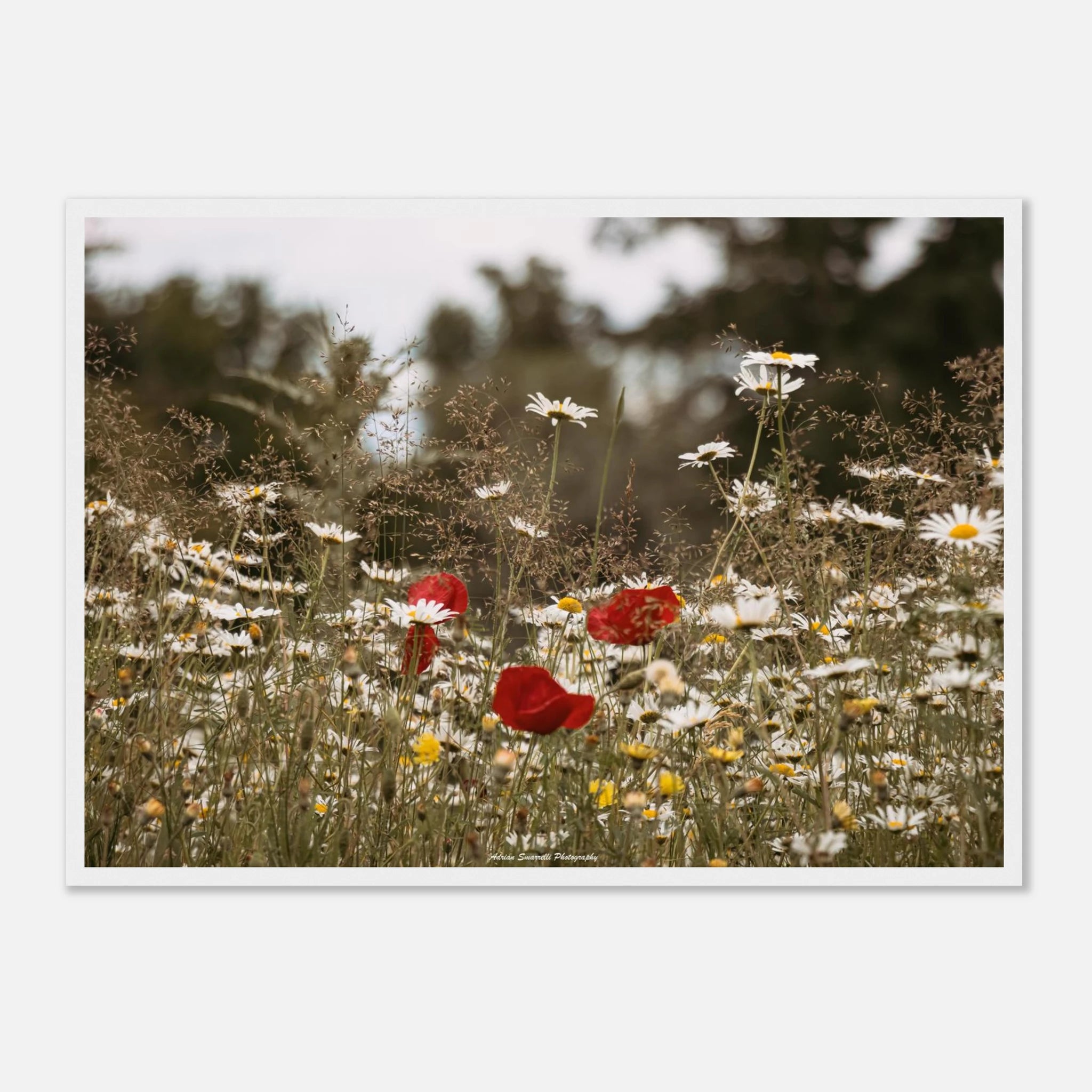 17832e86-6a33-441f-bd51-ca0ce8498ba3