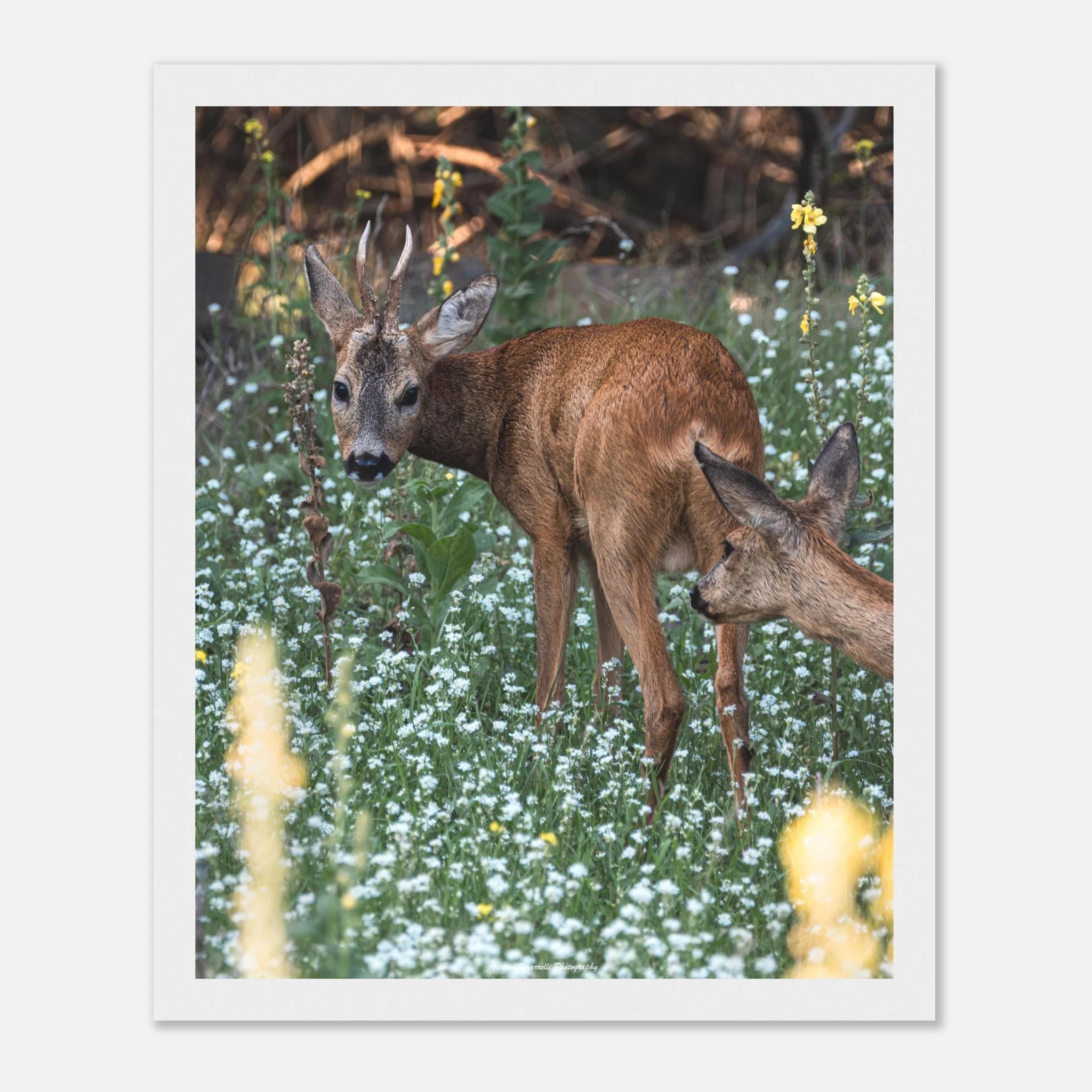 1a5a42bc-f852-4b48-8c10-92f021231ab7