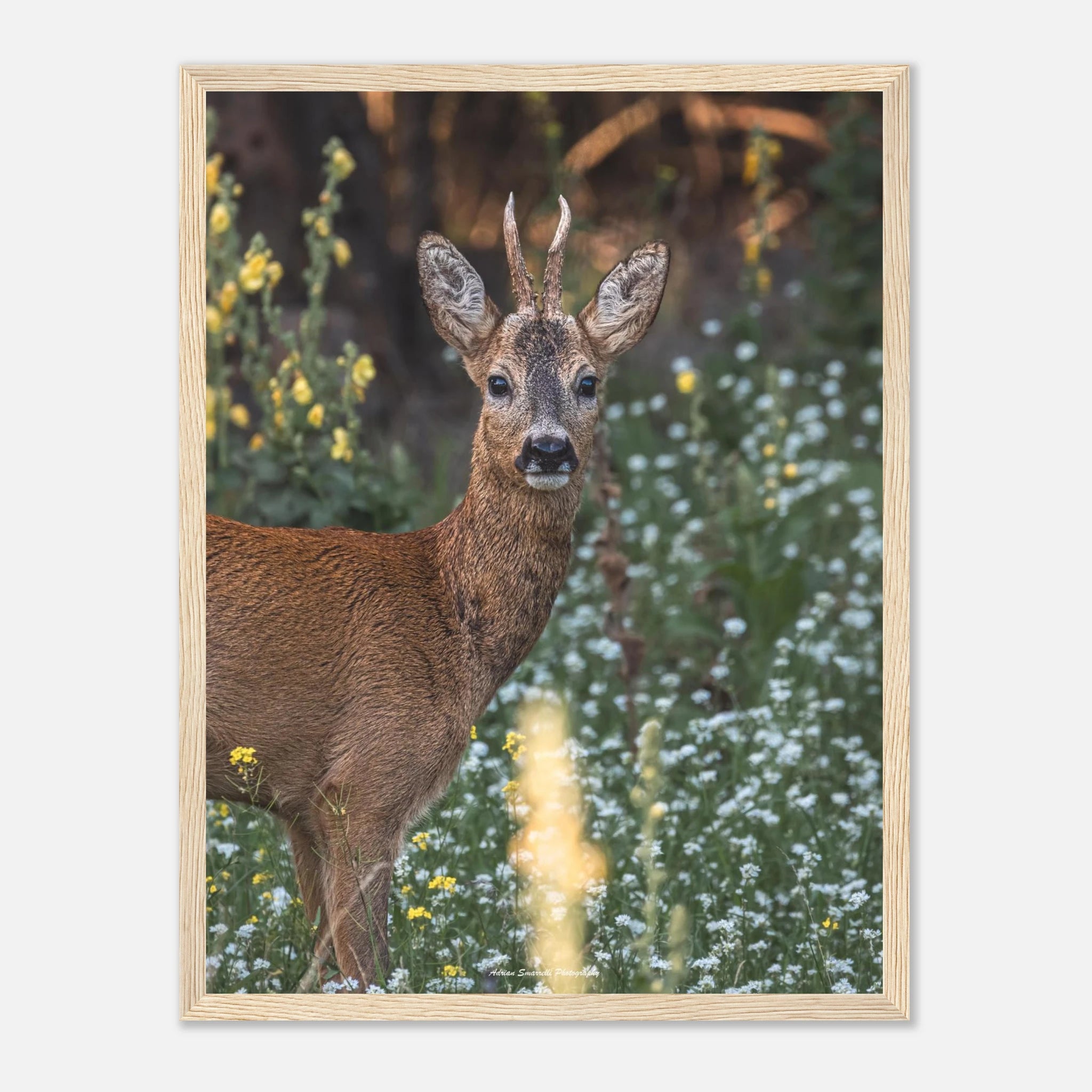 1c1ed2c3-fdc9-462e-8806-e9ae5d14c334