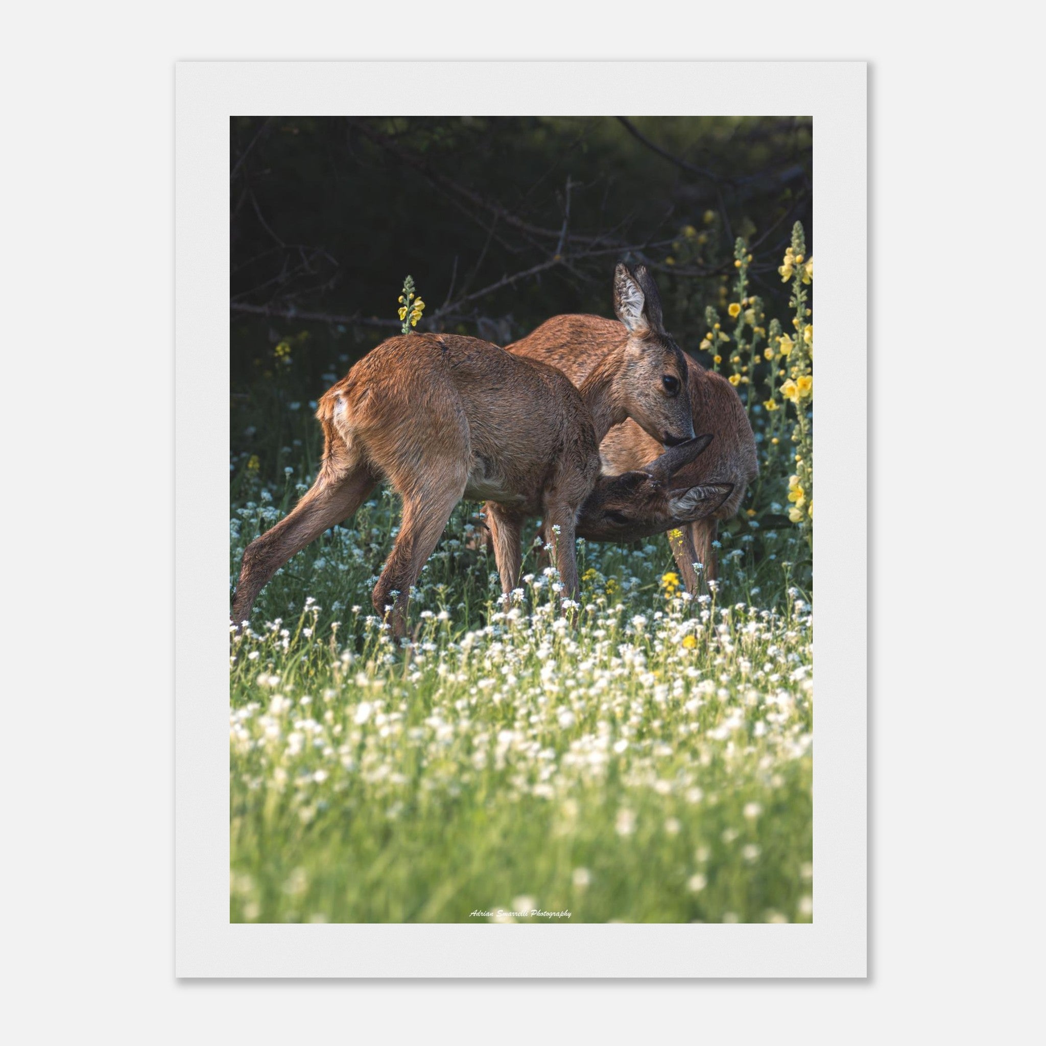 1c8a26a9-0060-46e9-9926-774f59d170b1