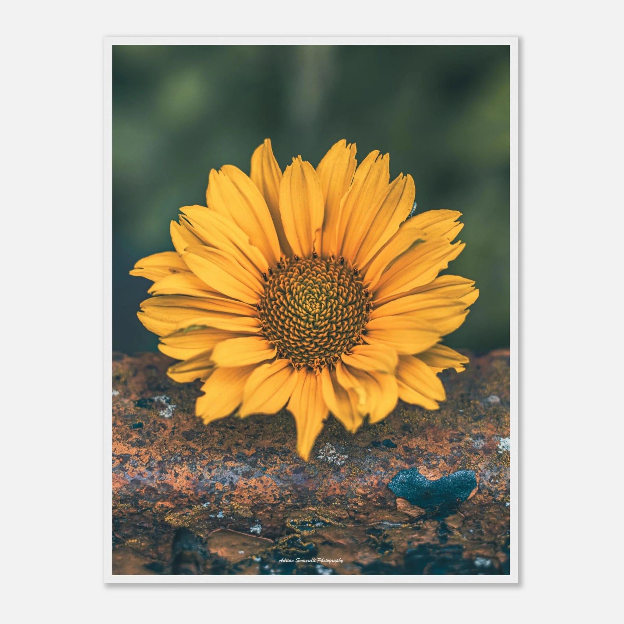 2231793e-0b99-48da-94d6-66831f81377b