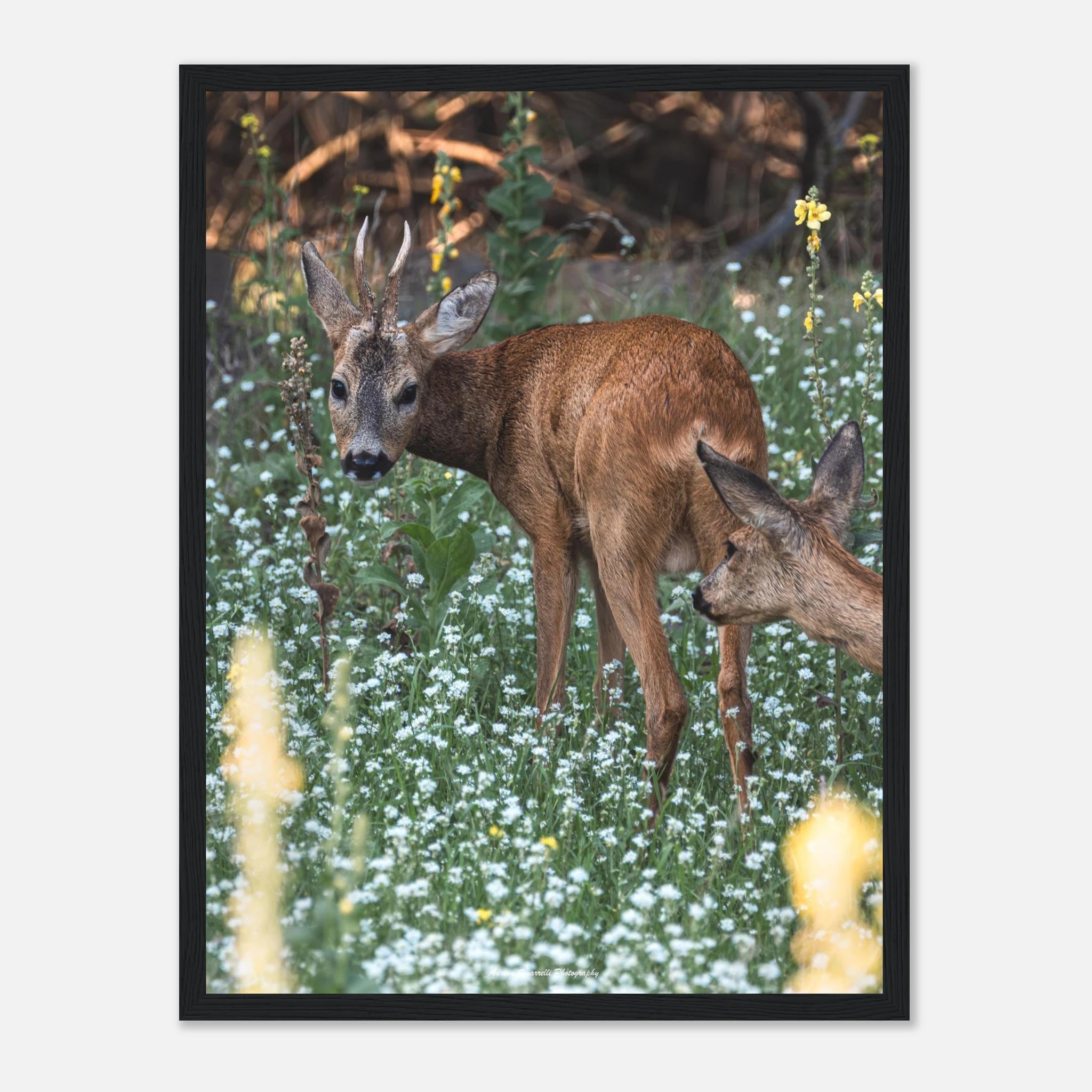 224704b0-353a-4ae4-aee2-676606c5b84c