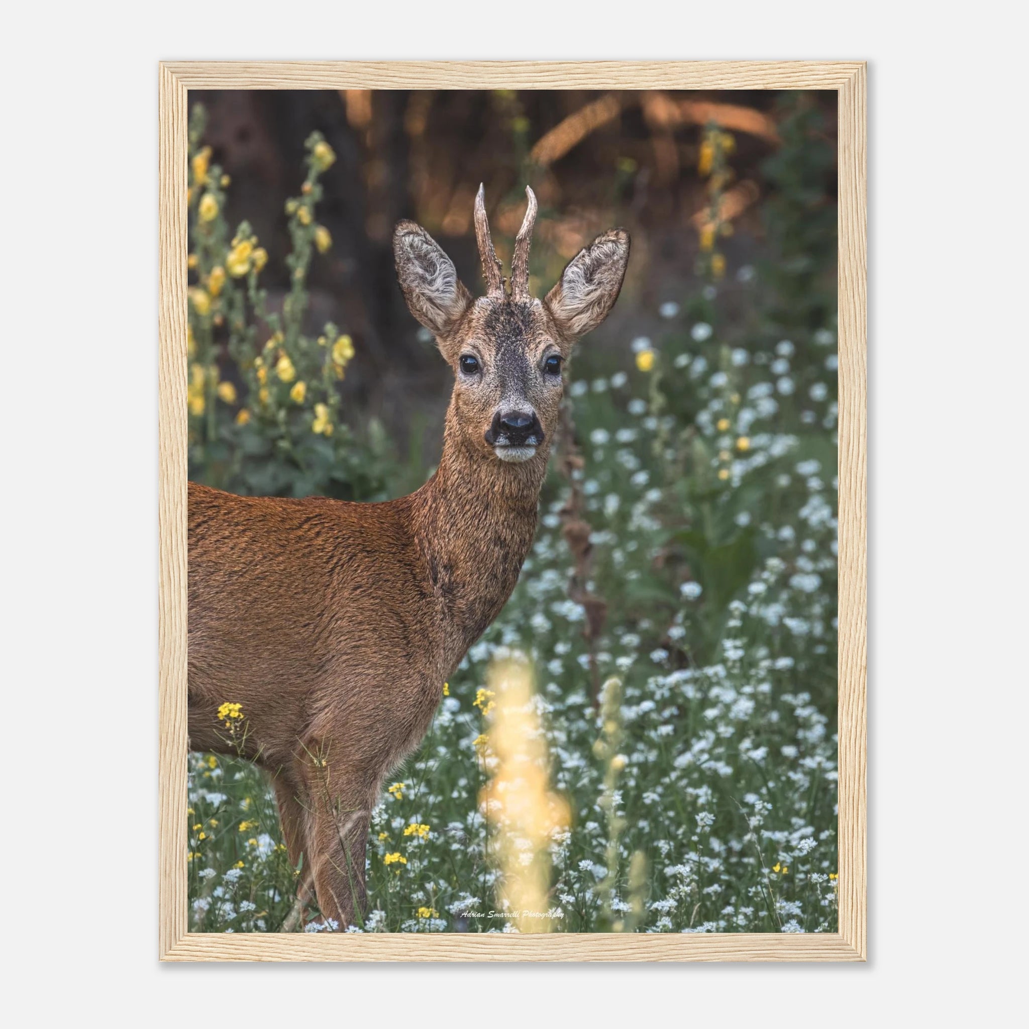 2ce00c95-f6d2-4247-9065-a26ad3d654b4