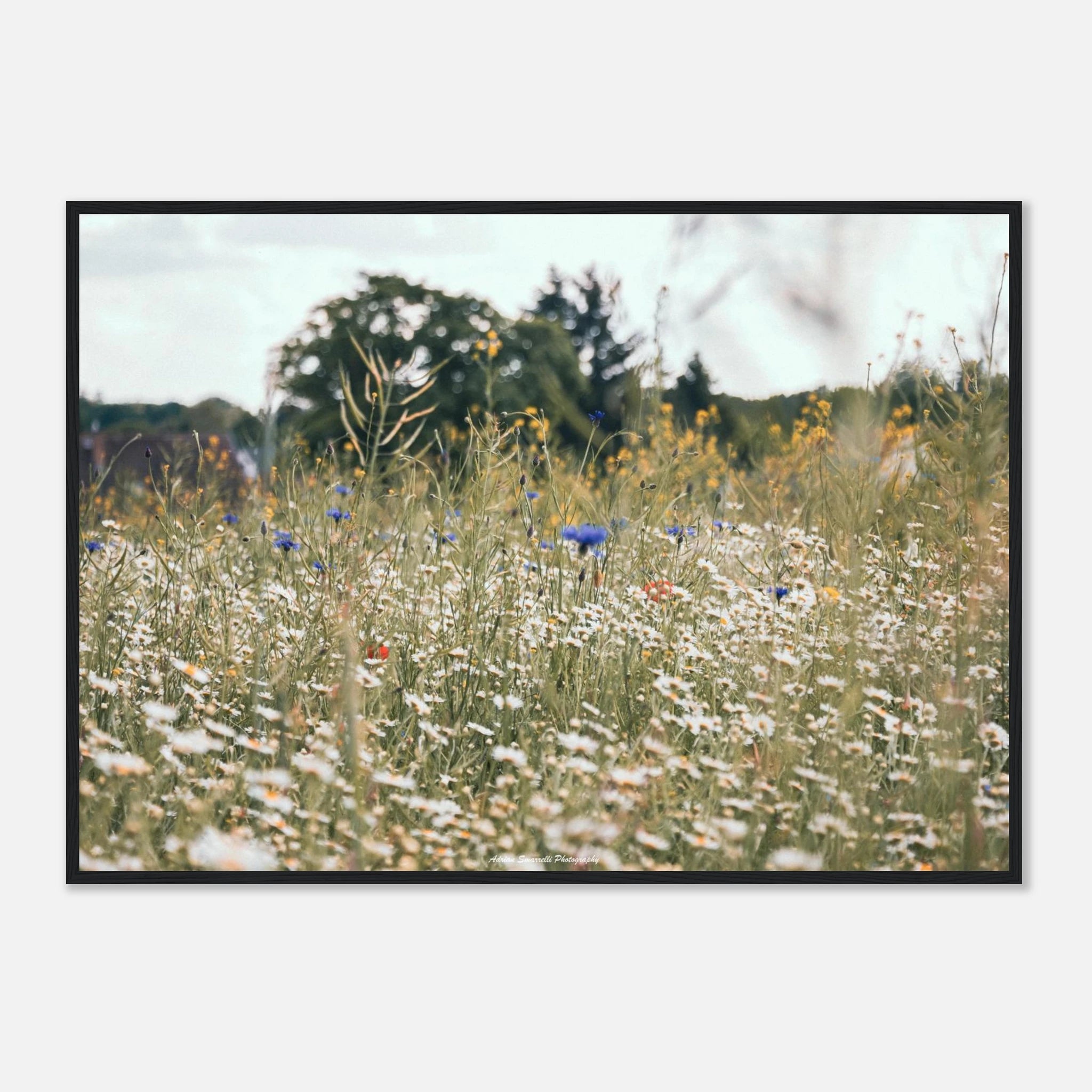 443a96f1-f479-44ef-87d3-9376efe3b1a9