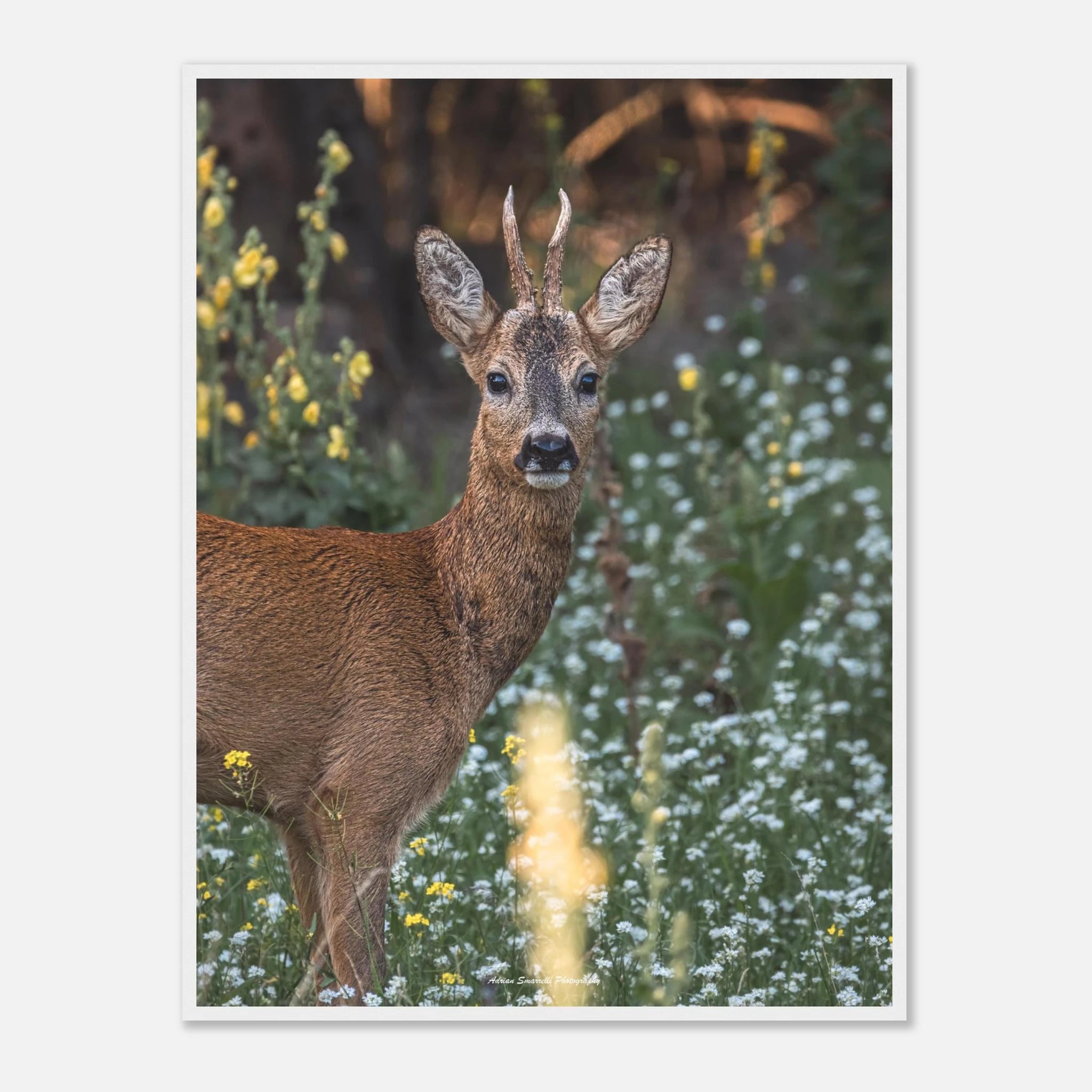 49044abf-fea0-4d24-acf3-838aa5f4208d