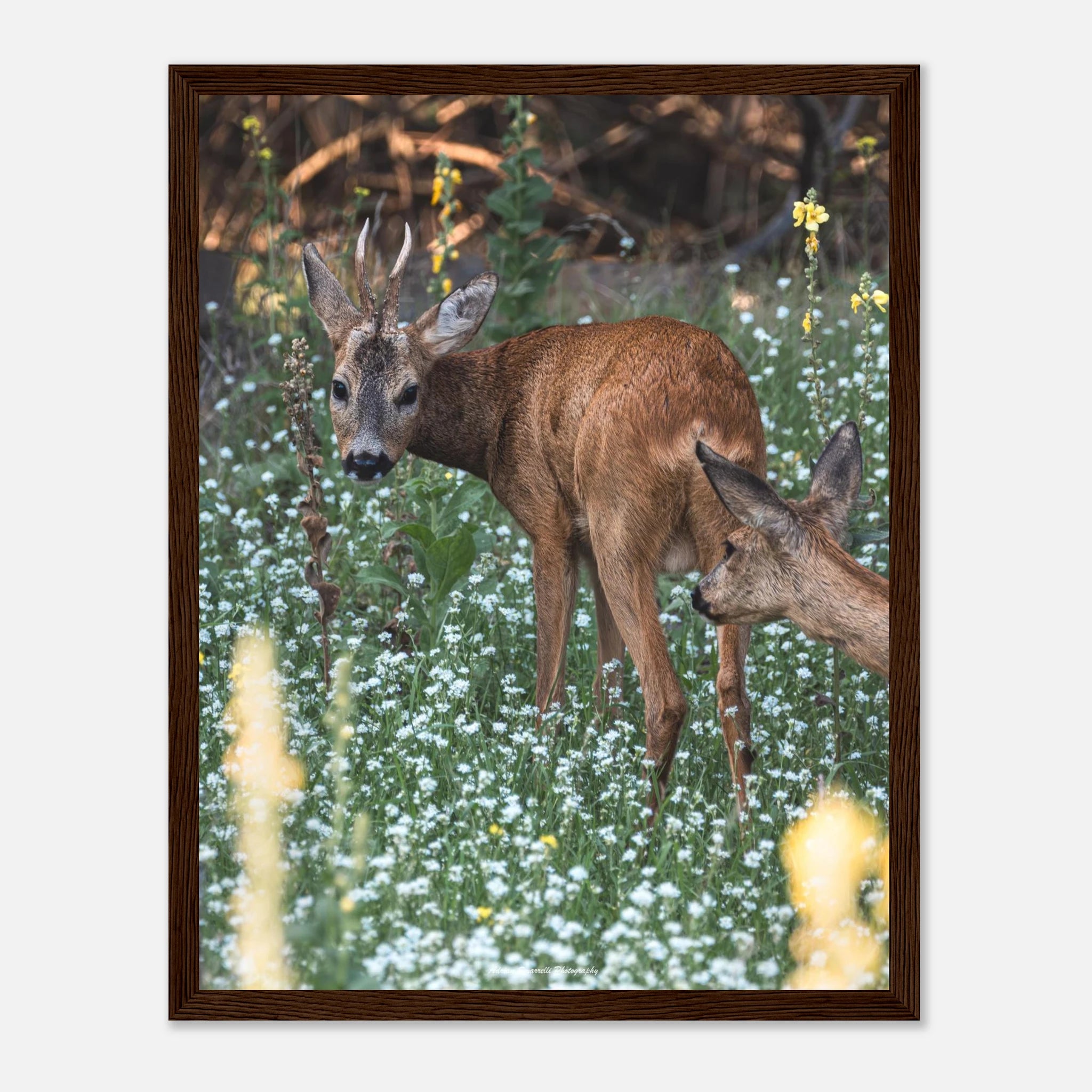 52ce5e74-bef9-4815-9e1e-64d02ce8a263