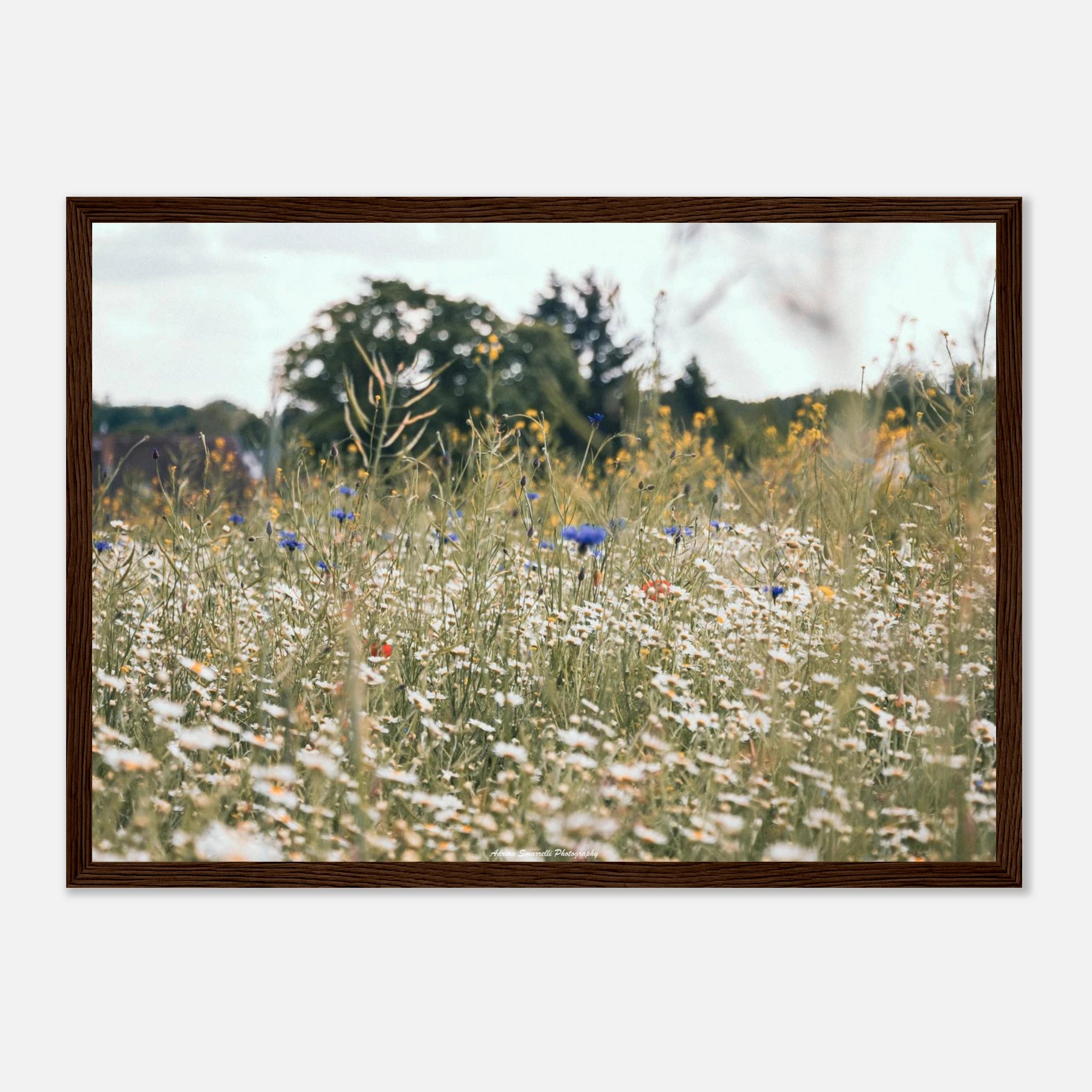 8abf1553-bf9f-4646-9724-21c1bde28f63