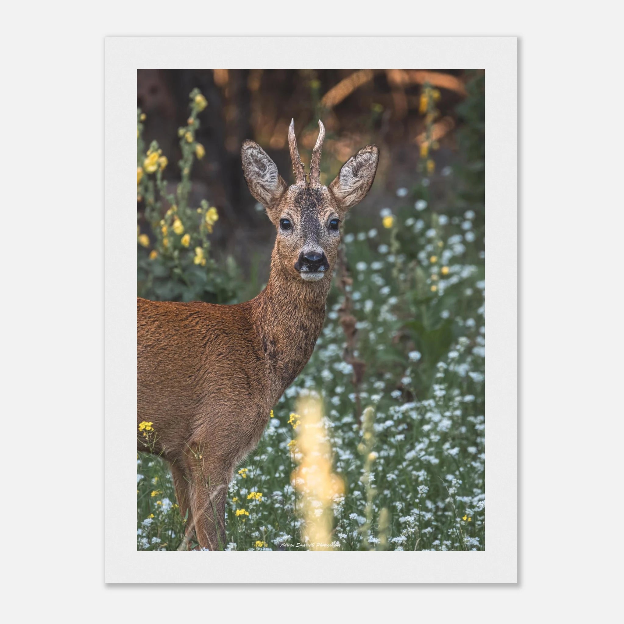 8ae6e2a8-bf79-4d0b-bc90-4d88ceb7710d