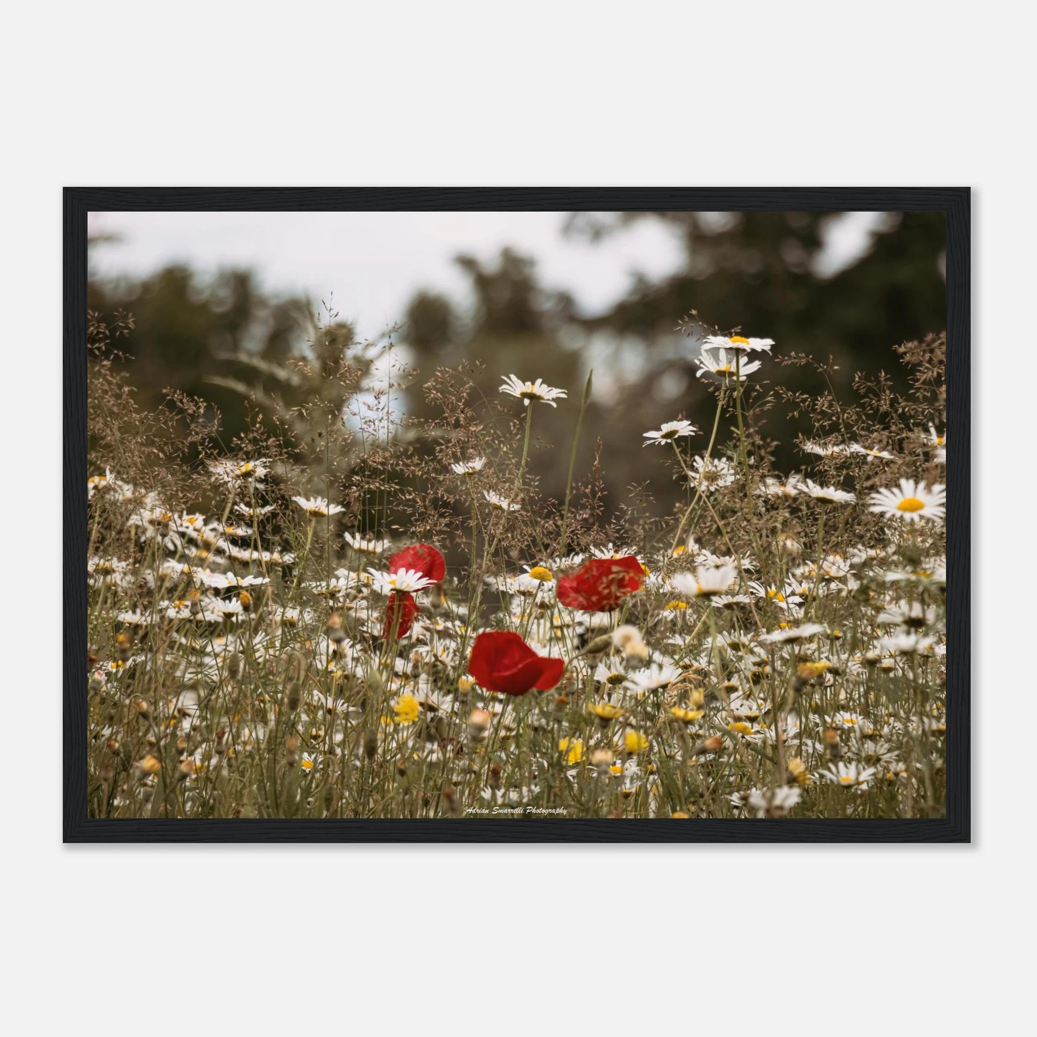 98267007-9338-442b-8ead-f0407da5d5ee