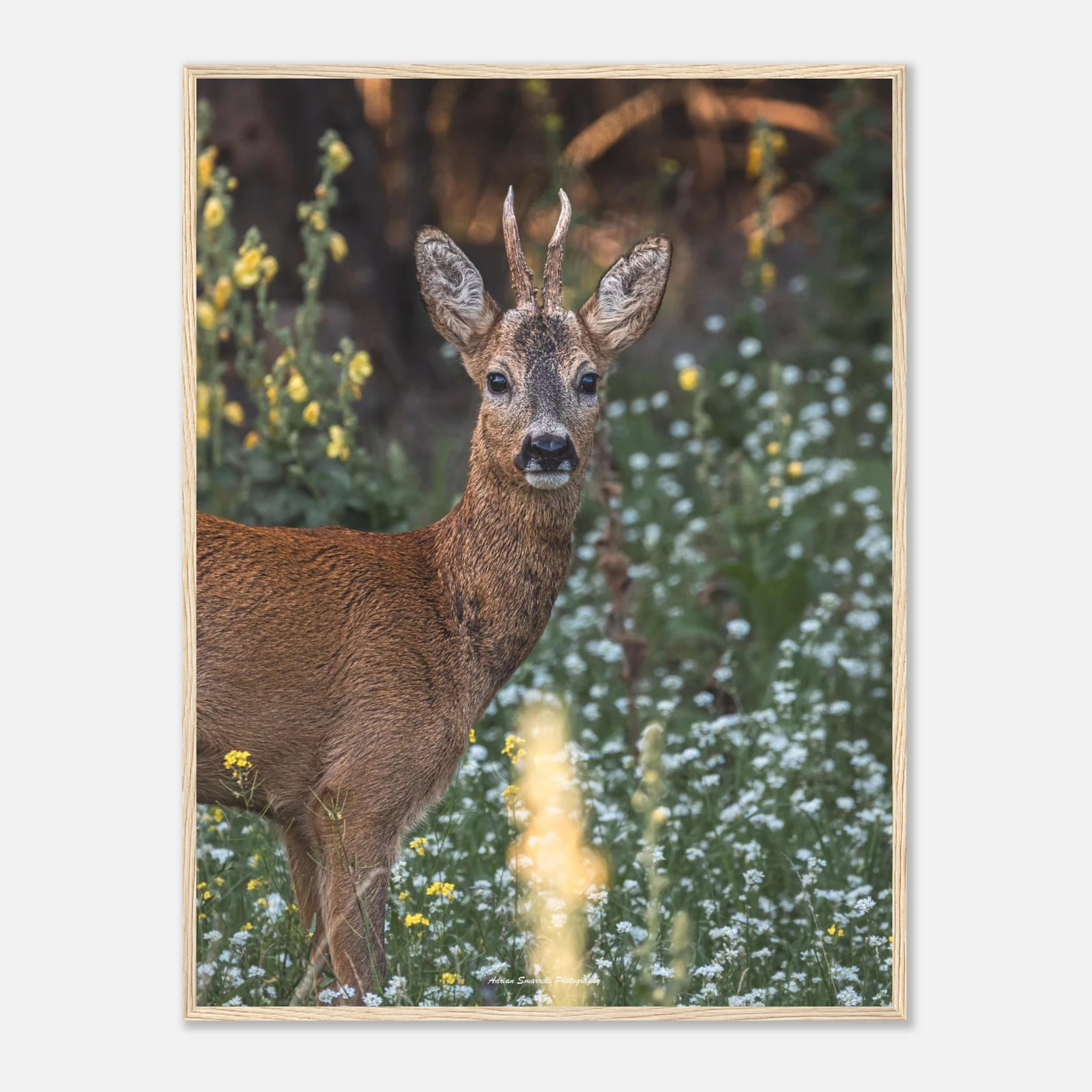 a60500aa-4c83-4e68-bc8e-208b230a3211