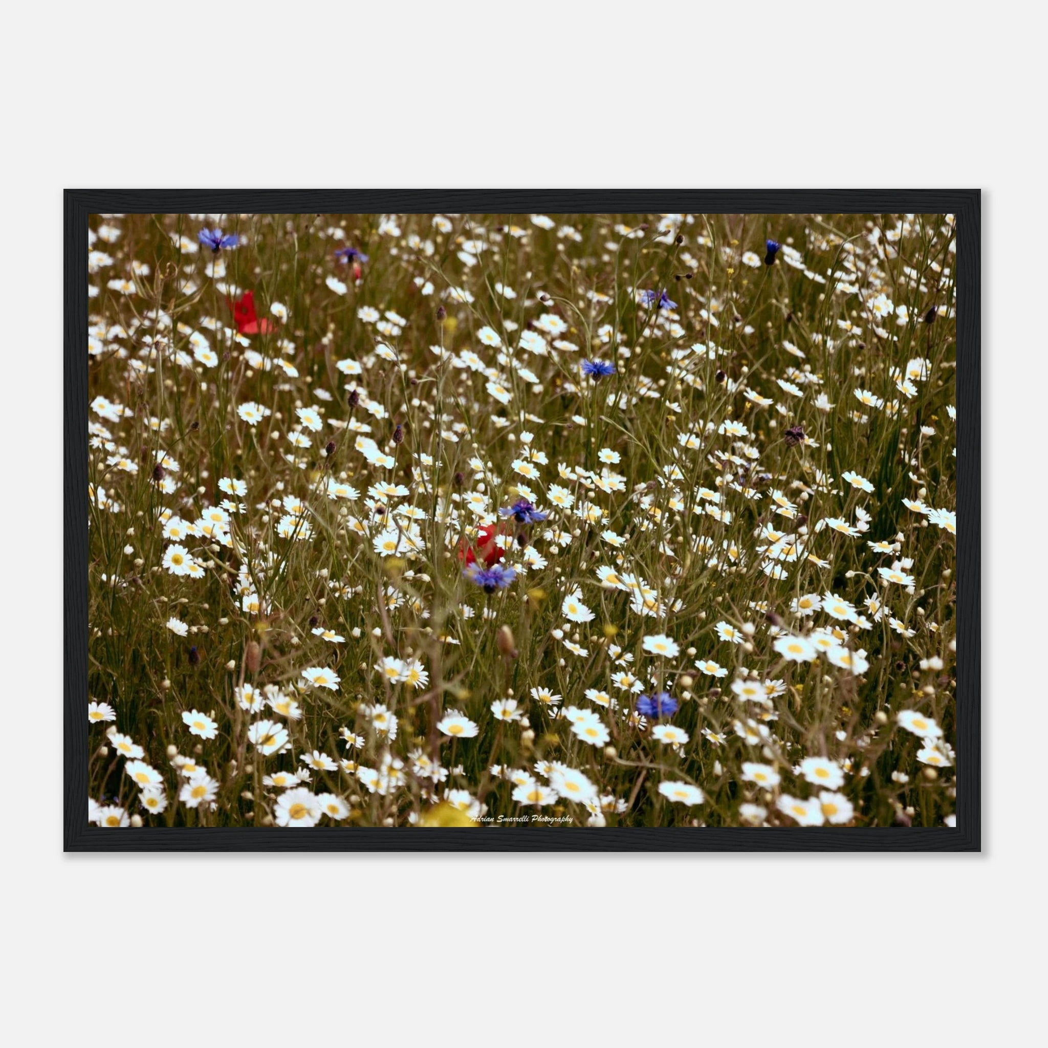 ace71af5-6874-443b-827a-70daddc36fb8