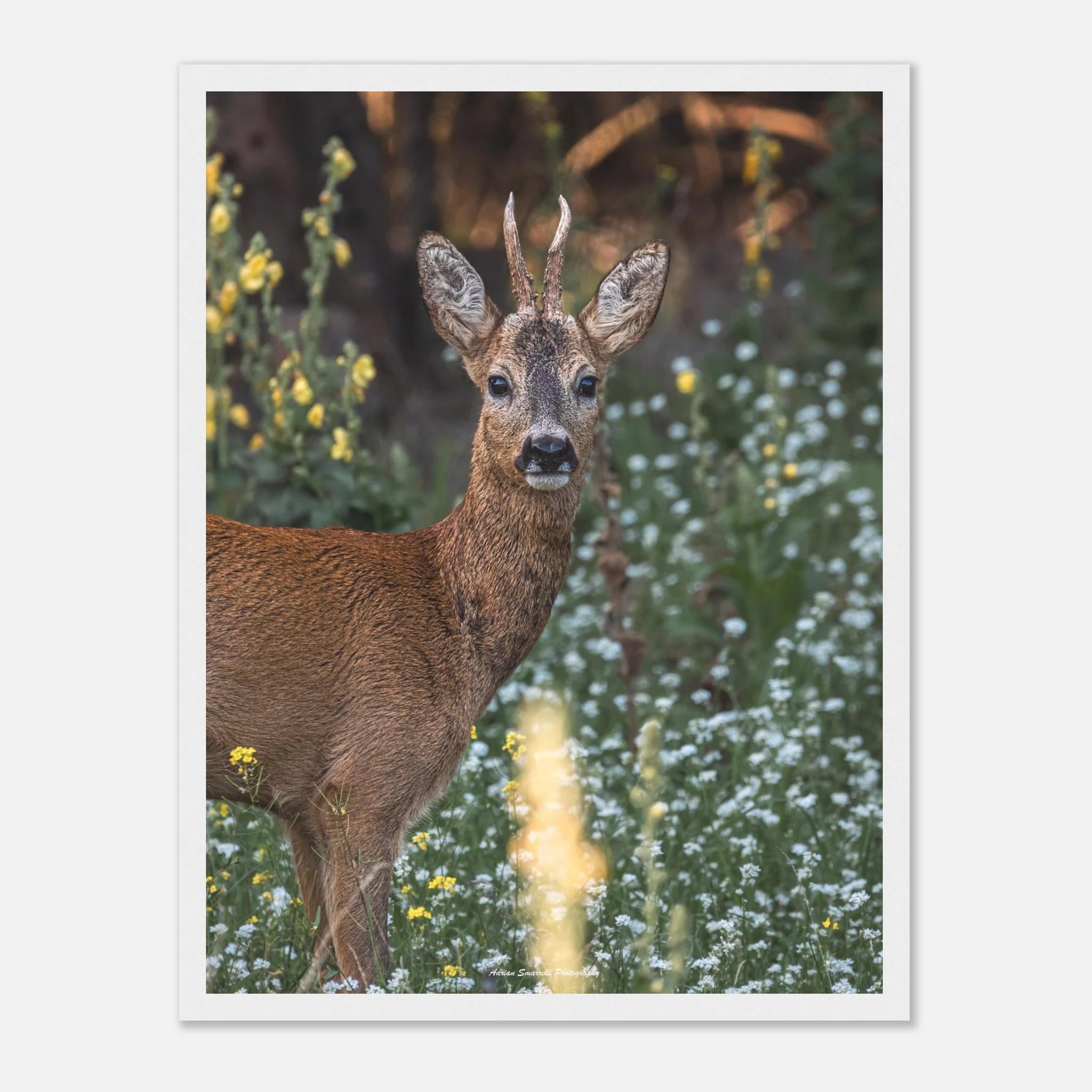 b154f690-8de1-4f6a-a04b-623e10045137