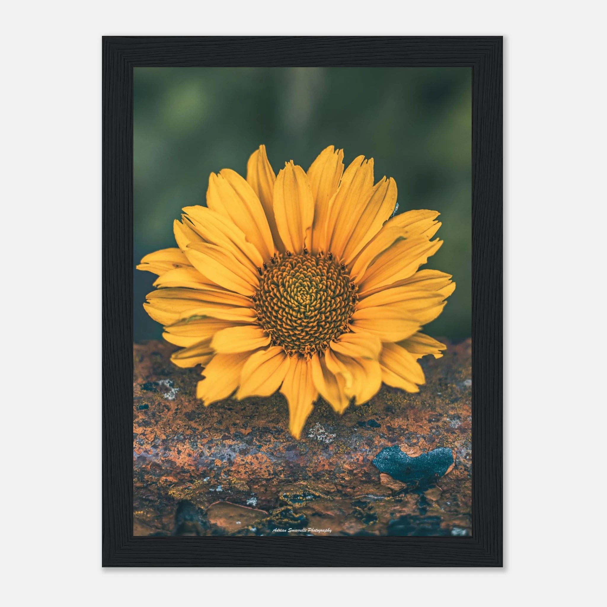 b3ed31c2-2214-4716-9ed5-0b3a436cbef7