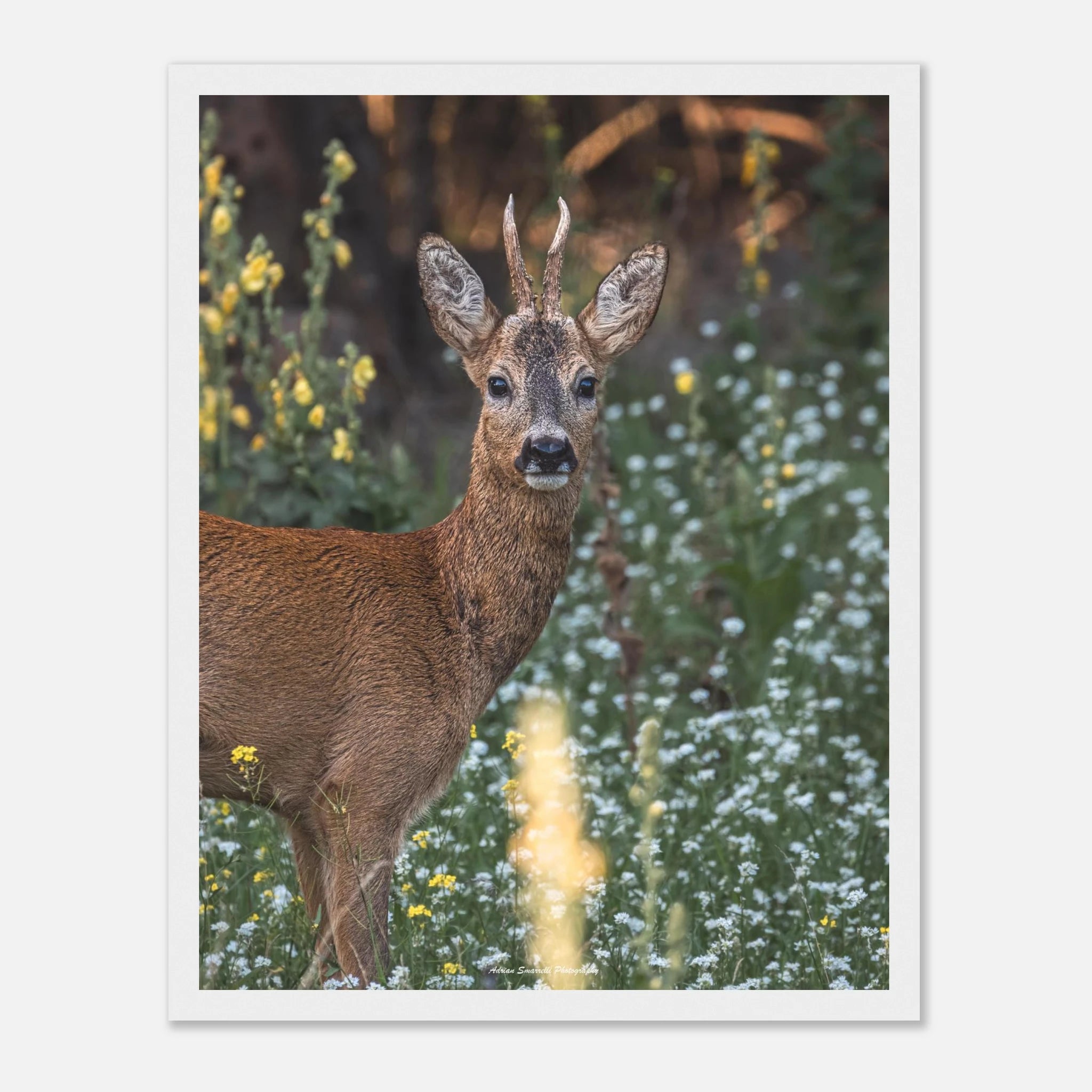 c2131b9b-65d5-43f9-b6b0-f2b5fc8a40b1