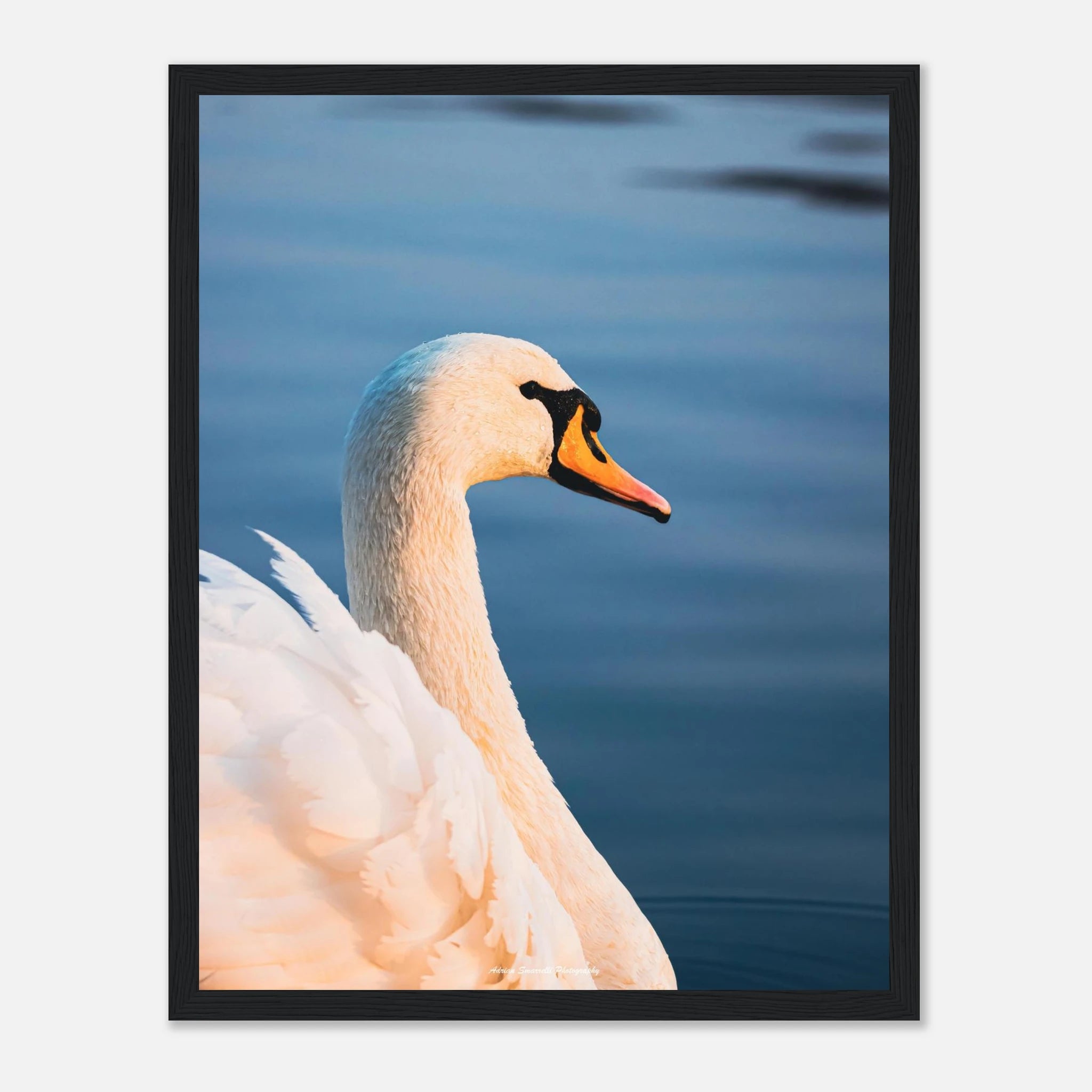 d32a84cb-c24d-45b5-90b8-82cdedf90950