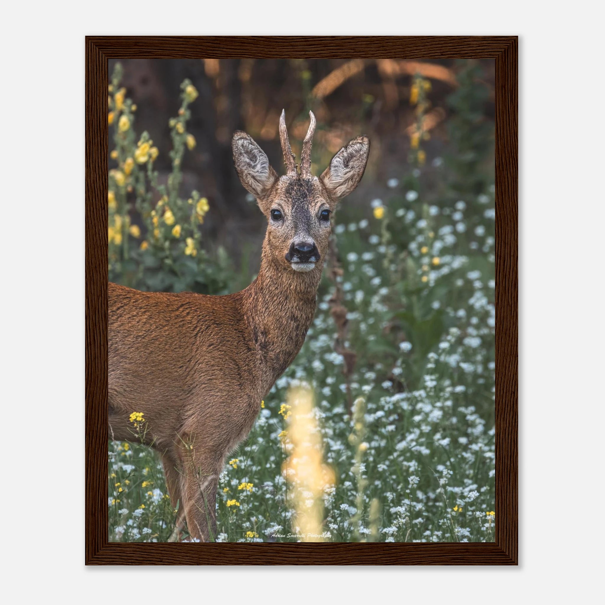 deae9e09-456a-4165-a551-8ae588ed5ac9